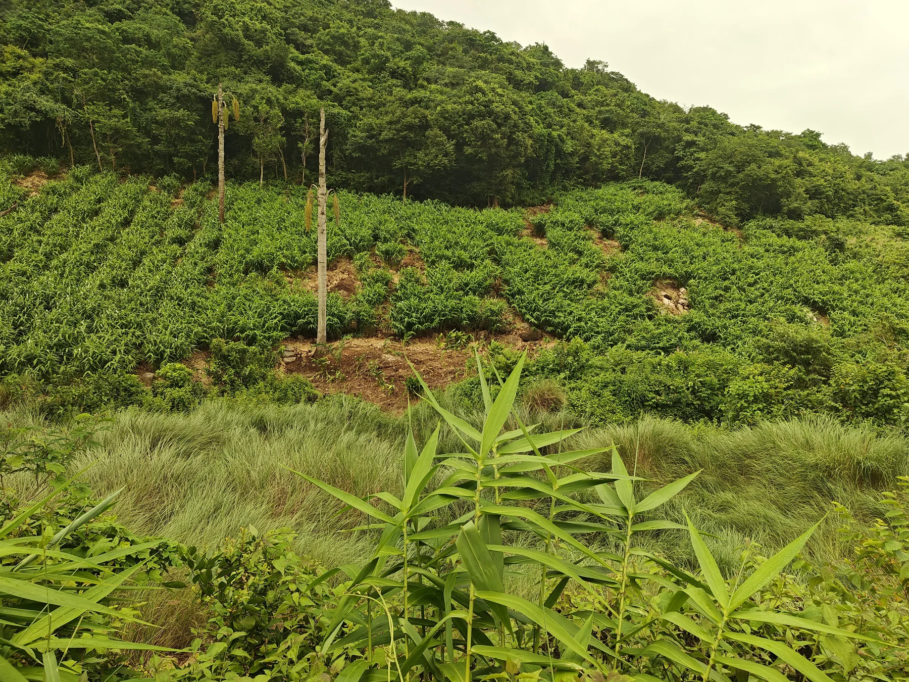 Farmers and tribal livelihoods